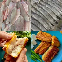 فروش انواع ماهی جنوب با تضمین کیفیت