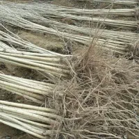 نهال صنوبر مقاوم به خشکی کاشت آسان و مطمئن