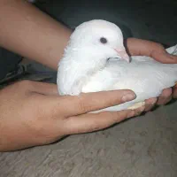 کفتر‌