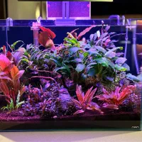 اکواریوم گیاه حرفه ای