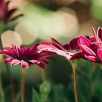 داوطلبانه راهنمایی