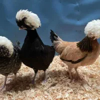 جوجه برهما سلطان