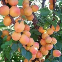 نهالستان شهبازی چورسی