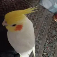 عروس هلندی فول دستی