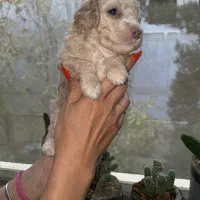 تاینی توی پودل|سگ|تهران, درختی|دیوار