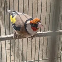 سره متولد قفس گل نارنجی|پرنده|تهران, سلسبیل شمالی|دیوار