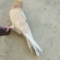 کبوتر زرد