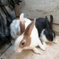 نرو ماده خرگوش دو ماهه|موش و خرگوش|ارومیه, |دیوار