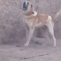 سزارتوله ۱۰ماهه