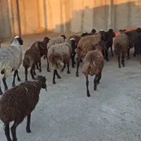 19راس میش بره