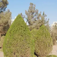 هرس شمشاد.گلکاری.هرس کاج سرو نقره ای.تنظیم باغچه.