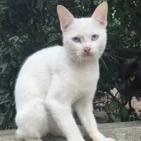 گربه چشم آبی