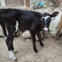 فروش گاو و گوساله|حیوانات مزرعه|لامرد, |دیوار