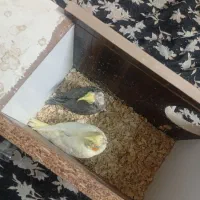 فروش یک جفت عروس هلندی نر و ماده با دو عدد جوجه|پرنده|قزوین, |دیوار