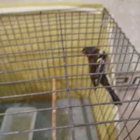 سهره جنگلی بخون