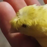 قناری نرتیر باهیکل درشت کاکلی|پرنده|خوی, |دیوار