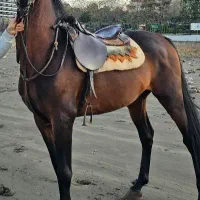 اسب سواری ومحل نگهداری وآموزش سوارکاری درصورت نیاز