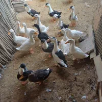 تعدادی اردک جوان|حیوانات مزرعه|طاهرگوراب, |دیوار