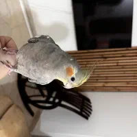 عروس هلندی مولد رام و سخنگو نر و ماده