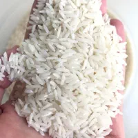 برنج پرمحصول در حد هاشمی بعده پخت خشک وشفته نمیشه