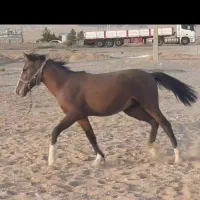 کره عرب خالص ایرانی