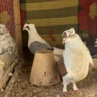 کبوتر اصفهانی دوکتی و دم مشکی