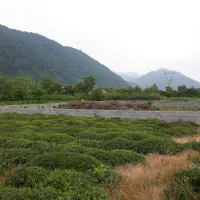 زمین سورخانی موقیعت استثنایی|فروش زمین و ملک کلنگی|چابکسر, |دیوار