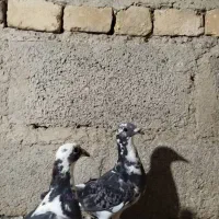 کبوتر جوانه مسافتی|پرنده|سیب و سوران, |دیوار