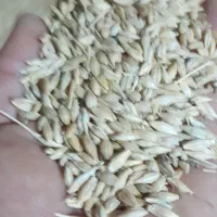 فروش گندم کوهدشت وجو محلی|گل و گیاه طبیعی|انگوت, |دیوار