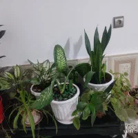 گلهای آپارتمانی|گل و گیاه طبیعی|شیراز, حومه شیراز|دیوار