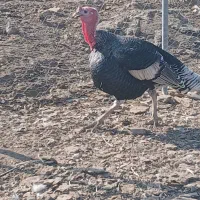 بوقلمون|حیوانات مزرعه|بشاریات, |دیوار