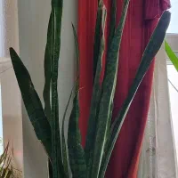 گلدان سانسوریا