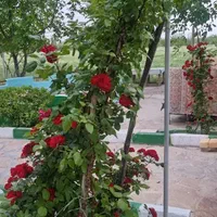 فروش ومعاوضه باغ زیبا  ۵۵۰۰ متر پایین اتوبان قزوین|فروش دفتر صنعتی، کشاورزی، تجاری|قزوین, |دیوار