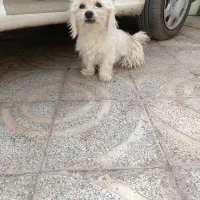 سگ شیتزو ماده