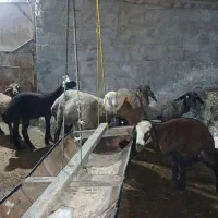 هفت عدد گوسفند بره جنس دار