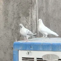 کفتر یه جای ۸ تا دونه|پرنده|قم, شهرک فاطمیه|دیوار