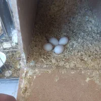 عروس هلندی معاوضه با سهره یا قناری|پرنده|فردیس, فردیس|دیوار