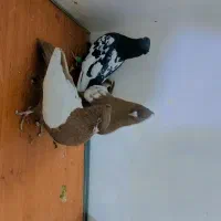 سینه سرخ کله زرد کله سفید دم سفید دم سیاه|پرنده|مشهد, شیرودی|دیوار