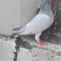 سرخ گلالی پلاکی  و بی خط.
