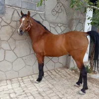 نریون درشور