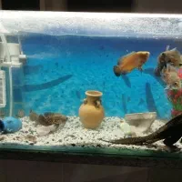 لجنخوار سایز بزرگ اسپرت|ماهی|اسدآباد, |دیوار