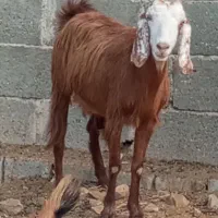 کهر ماده چاق در جم|حیوانات مزرعه|جم, |دیوار