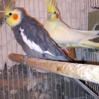 با سلام فروش عروس هلندی|پرنده|خرامه, |دیوار