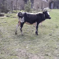 گاولیشه محلی عروسک (قیمت مناسب)|حیوانات مزرعه|گوراب زرمیخ, |دیوار