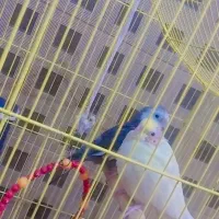 عروس هلندی|پرنده|کاشان, ملاصدرا|دیوار