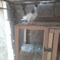 بدرنگسبز چپسبز|پرنده|شیراز, فرودگاه شهید دستغیب شیراز|دیوار