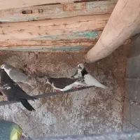 کفترخوب وعالی|پرنده|داورزن, |دیوار