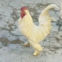 خروس چهل تاج پاپرپری جوان با دوتا مرغ محلی