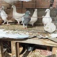 کبوتر|پرنده|آشخانه, |دیوار