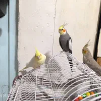 عروس هلندی نر و ماده|پرنده|ضیابر, |دیوار